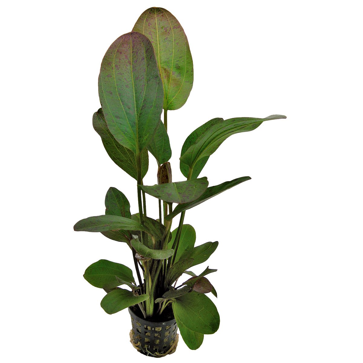 Aquafleur Echinodorus Ozelot Rot Pflanze im 5 cm Topf