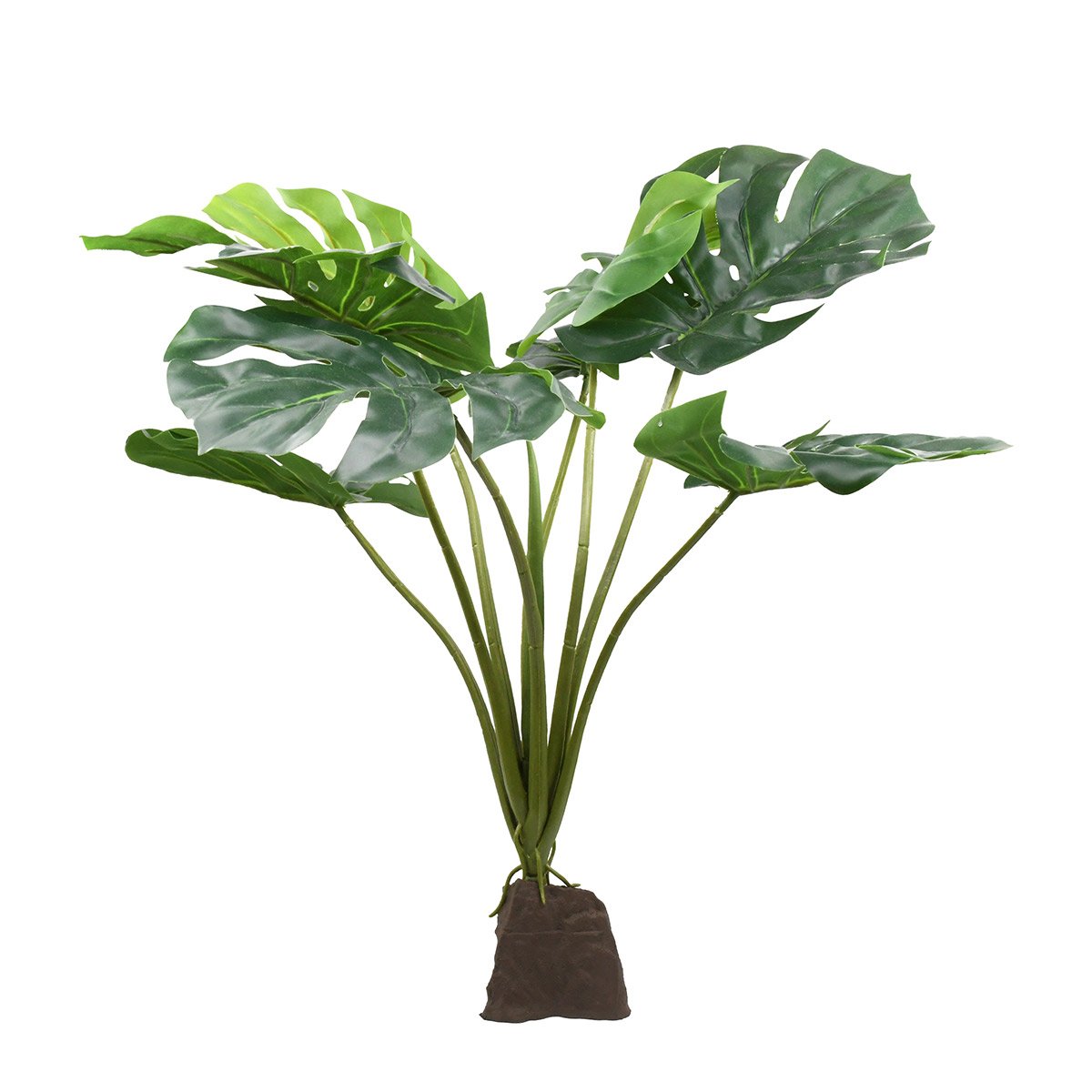 Lucky Reptile Monstera Pflanze 60 cm