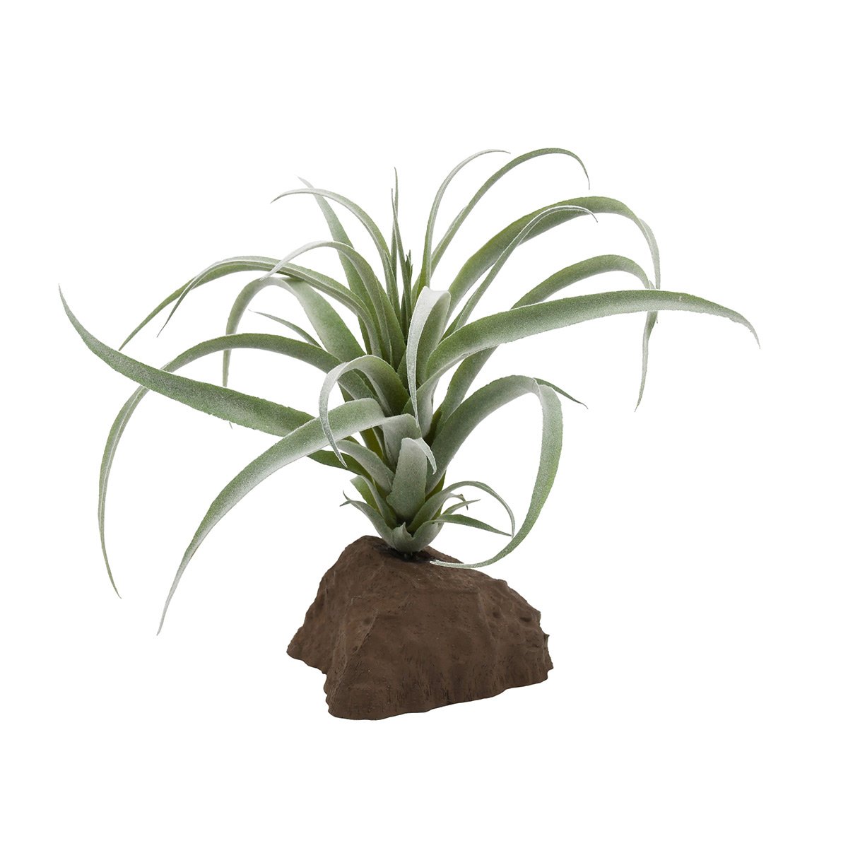 Lucky Reptile Tillandsie Pflanze 20 cm