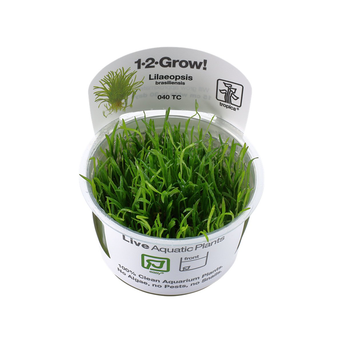 Tropica Grasartige Pflanze Lilaeopsis brasiliensis