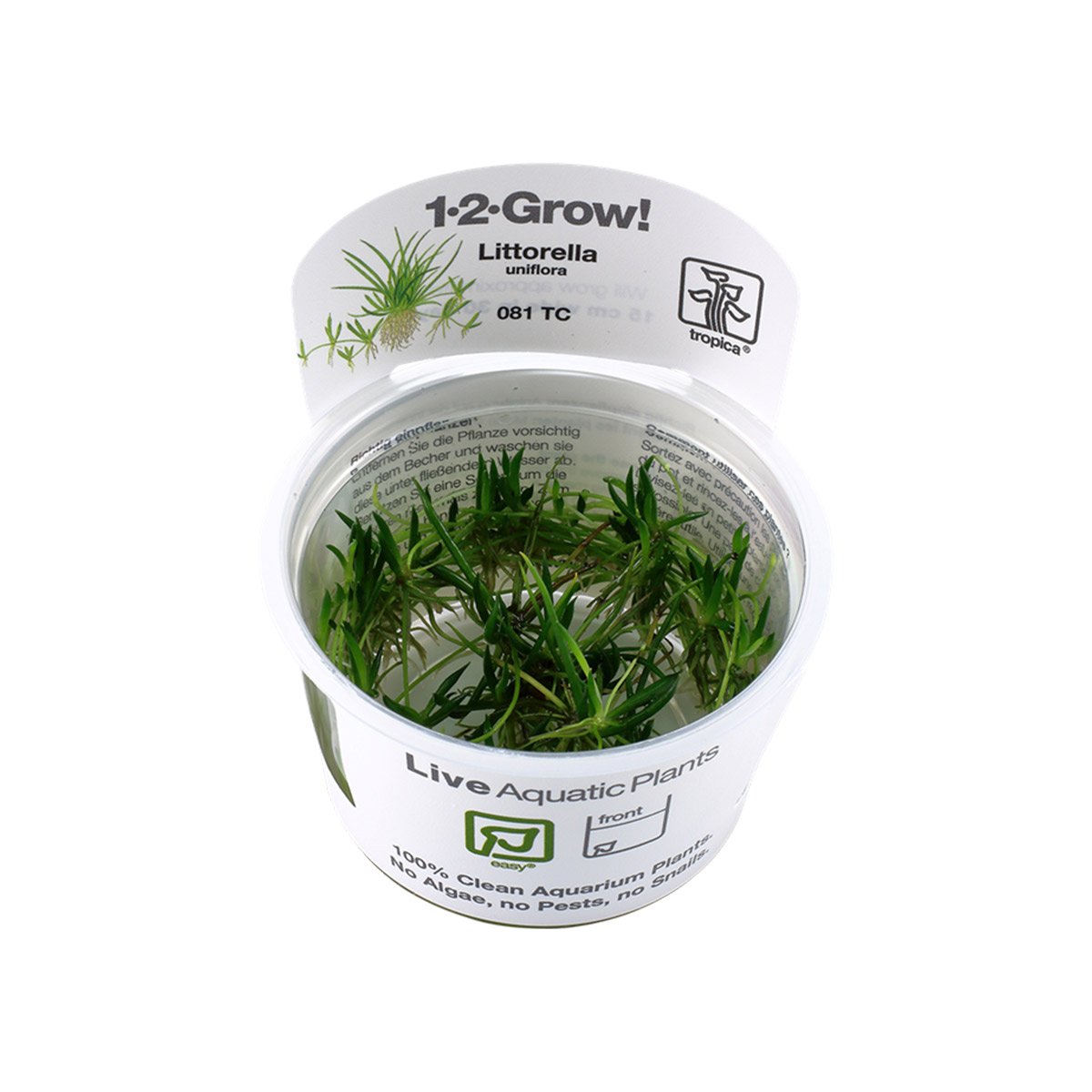 Tropica Grasartige Pflanze Littorella uniflora