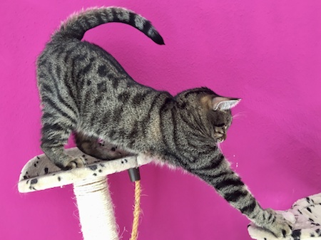 Haustierbedarf auf Raten kaufen