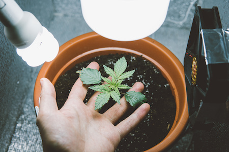 Growbox auf Raten kaufen