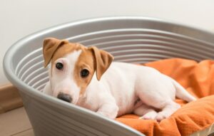 hundebett in raten kaufen